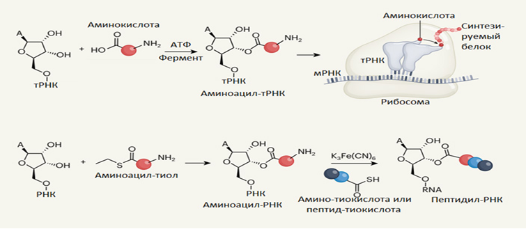 ОБНАРУЖЕН РЕАЛИСТИЧНЫЙ СПОСОБ ПРИСОЕДИНЕНИЯ АМИНОКИСЛОТ К РНК БЕЗ ПОМОЩИ ФЕРМЕНТОВ И РИБОЗИМОВ