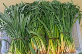 «СИЁХАЛАФ» И «МОХДИЛ» - ЦЕЛЕБНЫЕ ДИКОРАСТУЩИЕ РАСТЕНИЯ ТАДЖИКИСТАНА