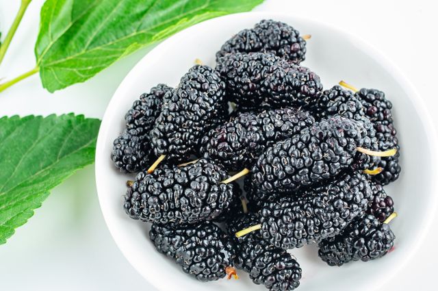 EXPERIMENTAL STUDY OF MULBERRY INFUSION ON CARBOHYDRATE METABOLISM