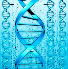 ГЕНОМ, КОТОРЫЙ ВСЁ ОБЪЯСНИТ ИЛИ НЕТ