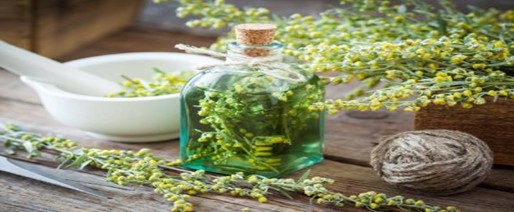 ЛЕЧЕБНЫЕ СВОЙСТВА И ПРИМЕНЕНИЕ ПОЛЫНИ ГОРЬКОЙ