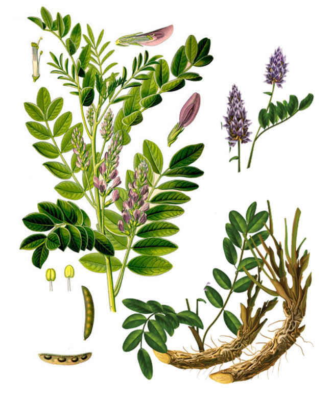 СОЛОДКА ГОЛАЯ – ШИРИНБИЯ – GLYCYRRHIZA GLABRA L.