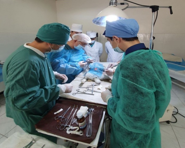 Annual activity of experimental surgery section